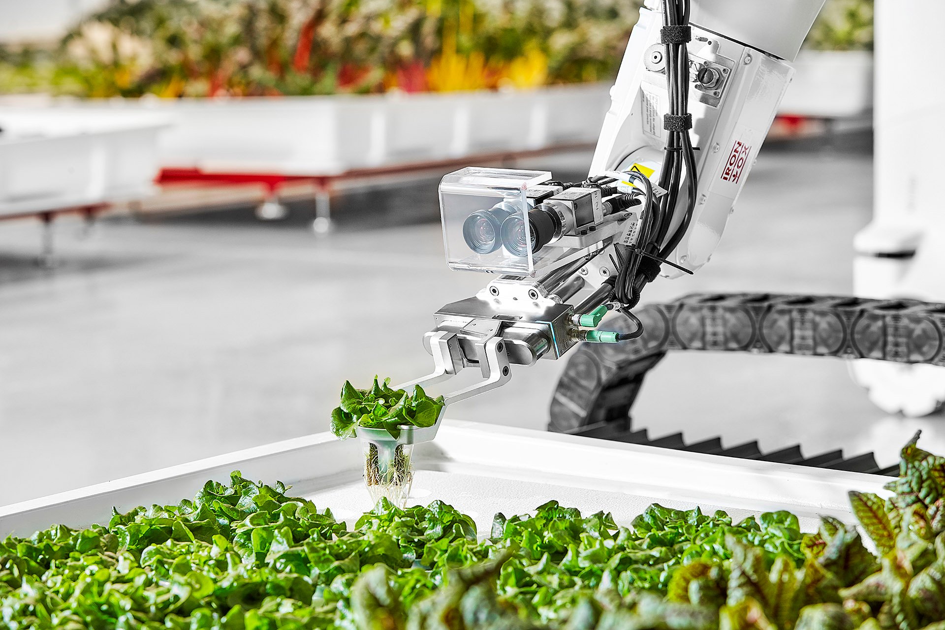Transplanter hero