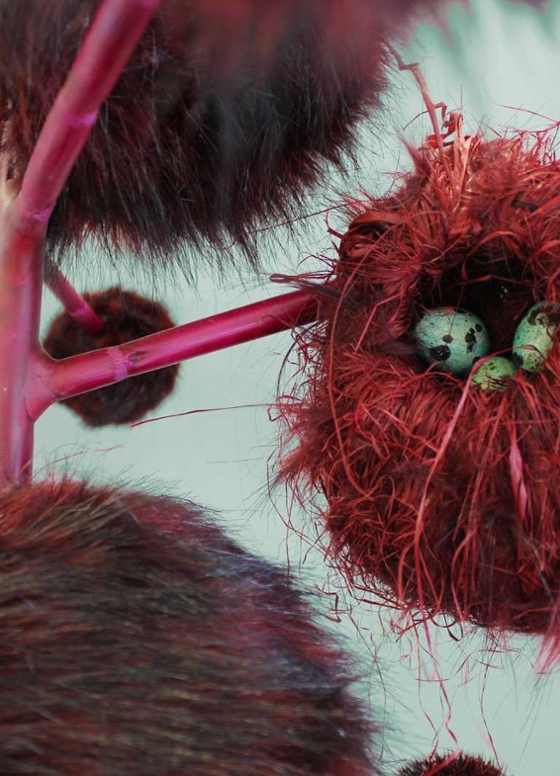 The Beaked Porcupine, Endless Species by Kathryn Fleming