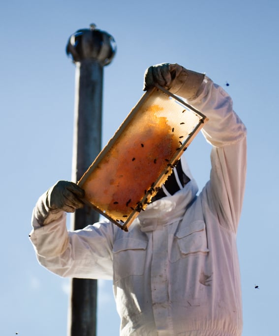 Rooftop Honey, Melbourne- Photography by Lachlan Mathison